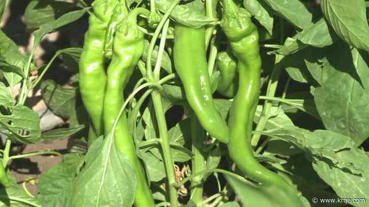Sandia National Labs uses solar power to roast green chile