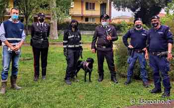 Lotta allo spaccio: dopo Saronno e Ceriano il cane Shane al lavoro anche a Lomazzo - ilSaronno