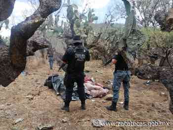 Desmantelan SSP y Policía Municipal campamento utilizado por grupo delincuencial en Ojocaliente - Gobierno del Estado de Zacatecas