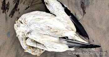Bird flu outbreak: Hundreds of gannets found dead on Cape Breton beaches - Saltwire