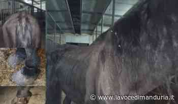 Si apre il processo per la morte del cavallo "Nerone" - La Voce di Manduria