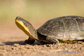 Citizen brings charges against former Bracebridge mayor for violating Endangered Species Act - Cottage Life