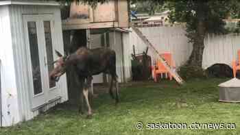 'It was totally exhausted': Video shows moose seeking refuge in Saskatoon back yard