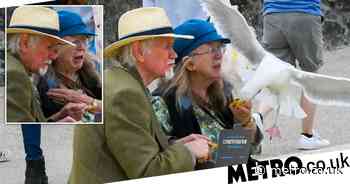 Dorset: Seagull divebombs couple on seafront and pinches their chips - Metro.co.uk