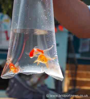 Councils in Dorset urged to ban goldfish prizes at funfairs | Bridport and Lyme Regis News - Bridport and Lyme Regis News