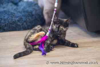 Inside Solihull's brand new cat cafe A Slice of Purrfection - Birmingham Live