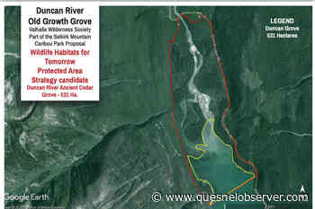 Petition asks for protection of ancient cedars at Duncan Lake – Quesnel Cariboo Observer - Quesnel - Cariboo Observer