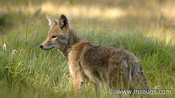 Town of Milton reminding residents not to feed coyotes | inHalton - insauga.com