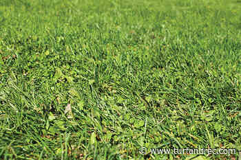 Keep your lawn maintained regularly in Milton, Ont. or face a $167 fine - Turf & Rec