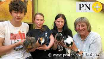 Leben mit Meerschweinchen – Ökogarten Peine bietet Testphase - Peiner Nachrichten