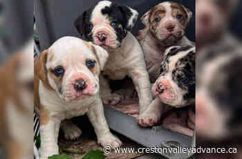 BC woman pleads for return of puppies stolen from deceased sister – Creston Valley Advance - Creston Valley Advance
