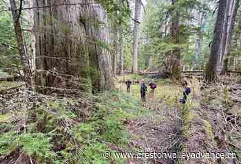 Petition asks for protection of ancient cedars at Duncan Lake – Creston Valley Advance - Creston Valley Advance
