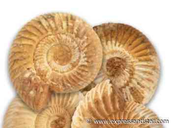 Dudley Museums are identifying fossils again - Express & Star
