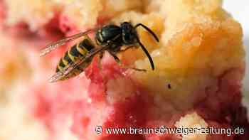 Viele Wespen: Insekten profitieren von Trockenheit