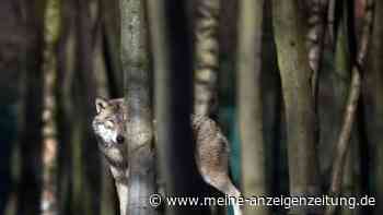 Wolf und Co auf der Spur: Vorsicht bei der Tierbeobachtung