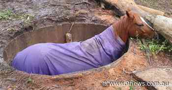 Horse rescued after draining fall south of Sydney - 9News