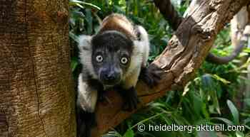 Nachwuchs-Kletterkünstler im Zoo-Heidelberg - Heidelberg aktuell