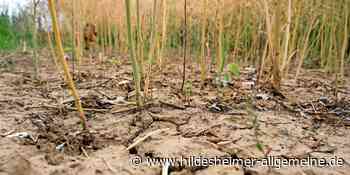 Höchste Dürrestufe im Landkreis Hildesheim erreicht - www.hildesheimer-allgemeine.de