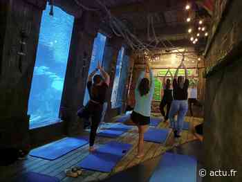 A Serris, l’aquarium Sea Life propose des séances de yoga immersives - actu.fr