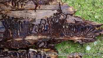 Mindelheim: Was gegen Borkenkäfer hilft, und was nicht | Mindelheimer Zeitung - Augsburger Allgemeine