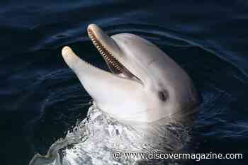 How Do Dolphins Choose Their Name?