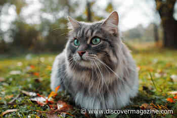 Free-Roaming Cats Could Be An Environmental Menace