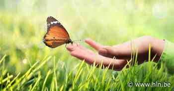 Natuurpunt leert over zomervlinders | Dendermonde | hln.be - Het Laatste Nieuws