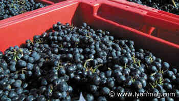 Près de Lyon : le Beaujolais ne devrait pas perdre en qualité malgré les intempéries - Lyon Mag