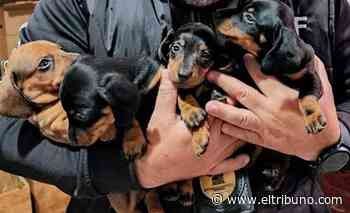 Rescatan 200 perros de criadores en Buenos Aires - El Tribuno