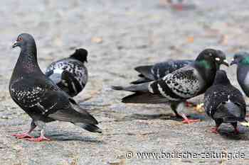 Die Stadt hat Zweifel am Nutzen eines Taubenschlags in Lahr - Lahr - Badische Zeitung