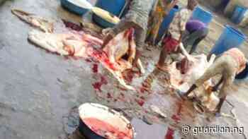 Rivers residents lament absence of state abattoirs, poor meat processing - Guardian Nigeria