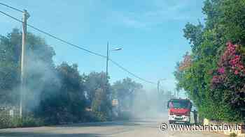 Incendio in strada Santa Caterina, in fiamme terreni incolti: vigili del fuoco al lavoro - BariToday