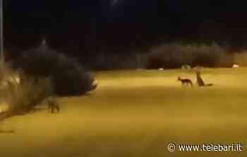 Bari, spunta mamma volpe ei suoi cuccioli: l'incontro speciale al San Paolo – VIDEO - Telebari