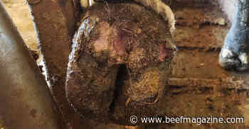 Digital dermatitis causes feedlot performance loss