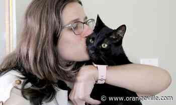 Erin cat owner insists rare feline coronavirus diagnosis not necessarily a death sentence - Orangeville Banner