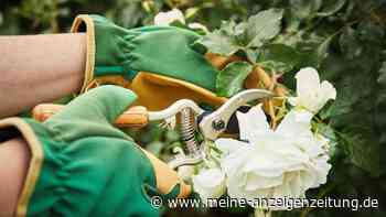 Verblühte Rosen schneiden: So setzen Sie den Schnitt richtig an