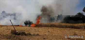 Caldo, Trani brucia da nord a sud. Di Lauro (Anta): "Mancata osservanza di ordinanza antincendi" - TraniLive