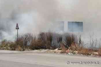 Brucia un terreno in via Grecia all'ingresso per la 16bis - TraniViva