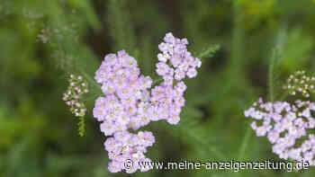 Schafgarbe: Kein Unkraut, sondern essbare Bienenweide