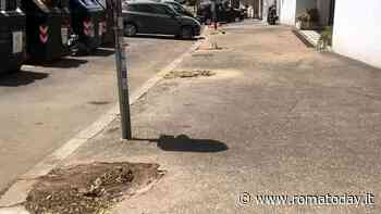 Strage di oleandri in viale Bruno Buozzi ai Parioli