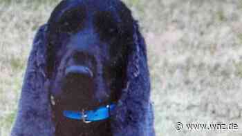 Trauriger Cocker Spaniel sucht in Witten ein neues Zuhause - WAZ News