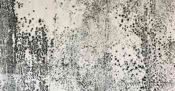 That Weird Smell in Your House Might Be Mold. Here's How to Check