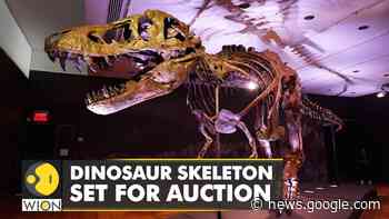 New York-based firm to conduct auction of Dinosaur skeleton | WION - WION
