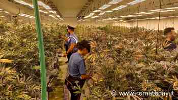 Scoperte due maxi piantagioni di cannabis: 11 persone arrestate