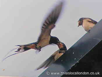 Nature Notes: Swallows make great parents