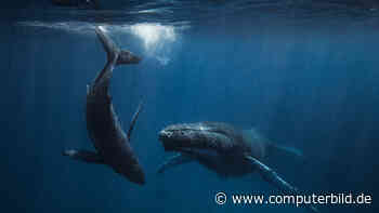 DAS: Per Unterwasser-Glasfaserkabel Wale belauschen