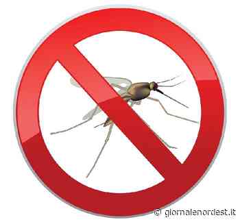 Caorle/senza sosta il contrasto alla proliferazione delle zanzare – Giornale Nord Est - giornalenordest