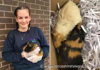 Two guinea pigs found by Blackburn council in fly tipped waste
