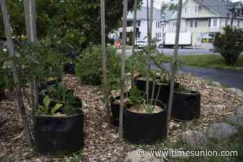 Albany's Urban Girl gardener Kee Kee Soto shares advice, tips - Times Union