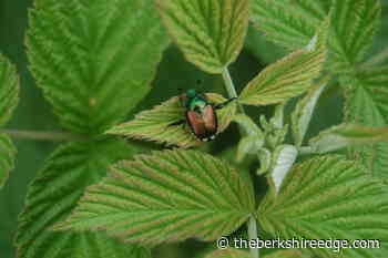 GARDENER'S CHECKLIST: Week of July 7, 2022 - theberkshireedge.com